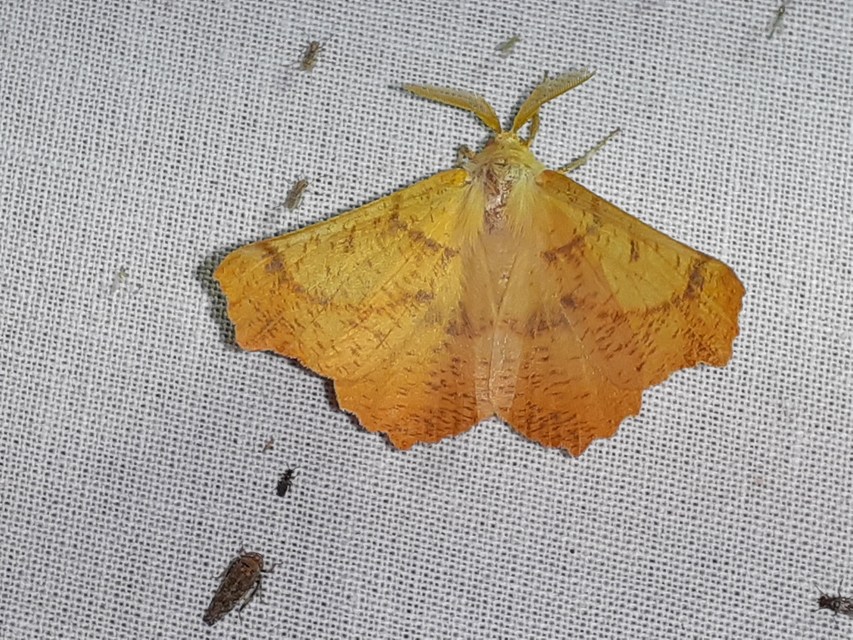 Ennomos autumnaria - őszi levélaraszoló