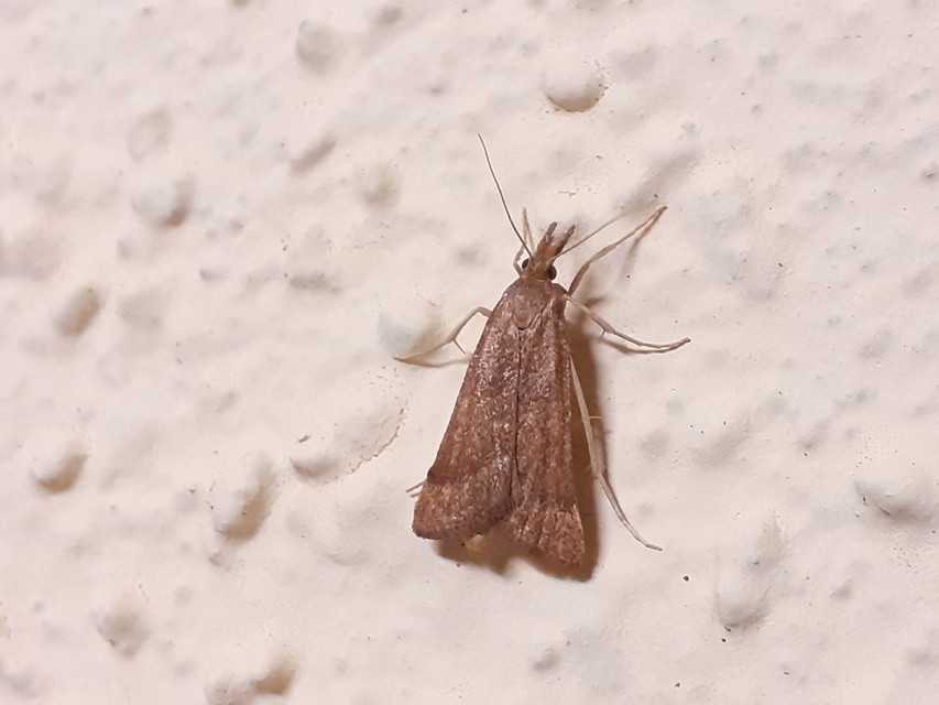 Synaphe punctalis - hosszúlábú fényilonca