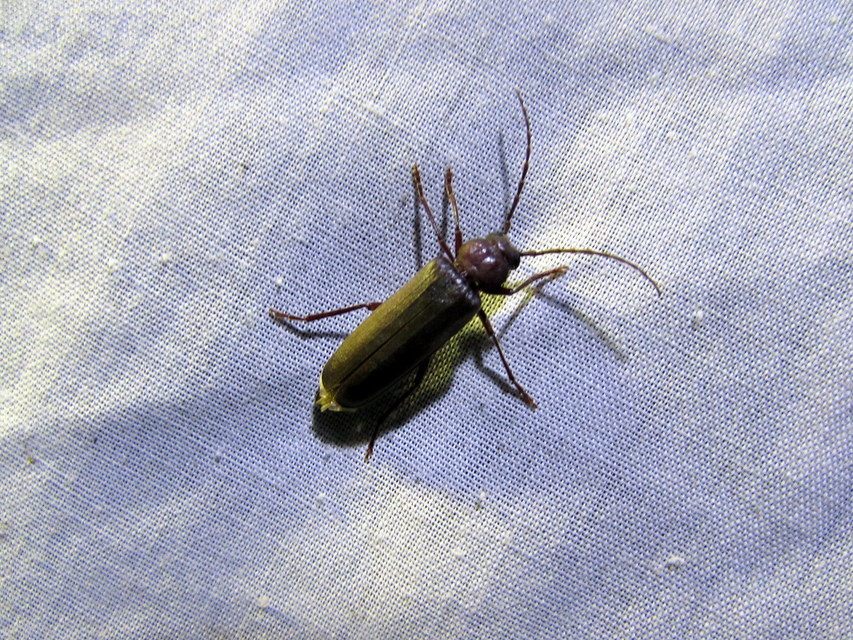 Arhopalus rusticus - gödrösnyakú cincér