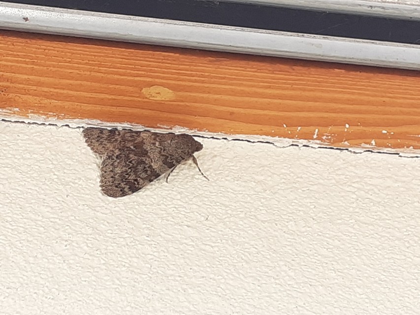Catocala elocata - közönséges övesbagoly