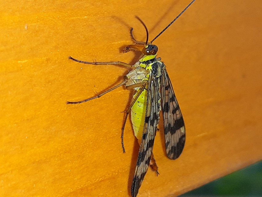 Panorpa vulgaris