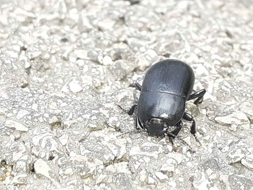 Pedinus femoralis - gyökérrágó gyászbogár