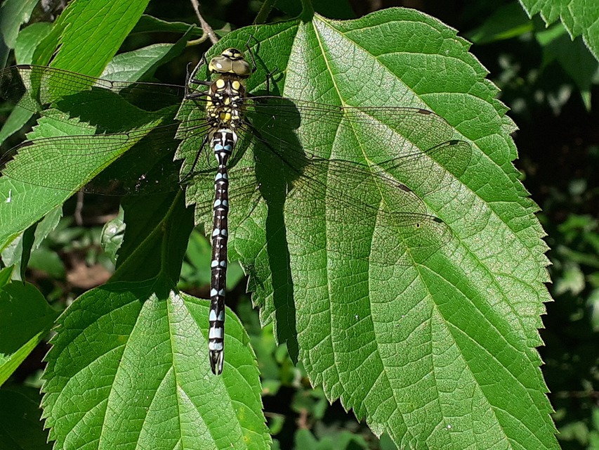 Aeshna cyanea - sebes karcsúacsa