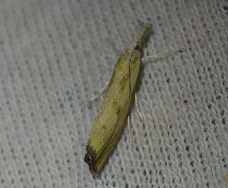 Agriphila inquinatella - közönséges fűgyökérmoly