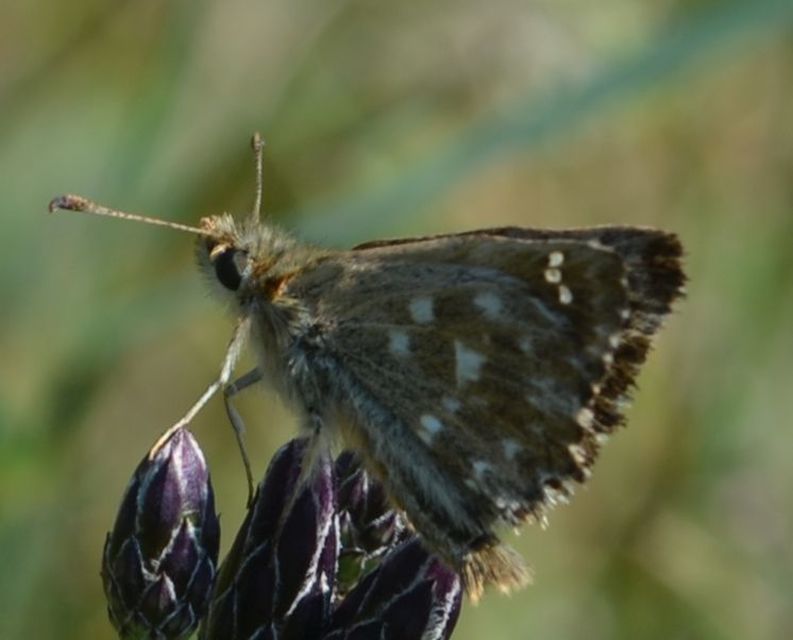 Carcharodus alceae - mályva-busalepke