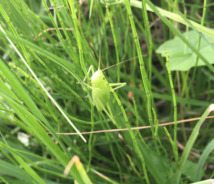 Ruspolia nitidula - nagy kúpfejűszöcske