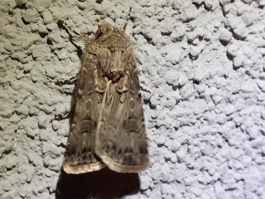 Agrotis bigramma - kétjegyű földibagoly