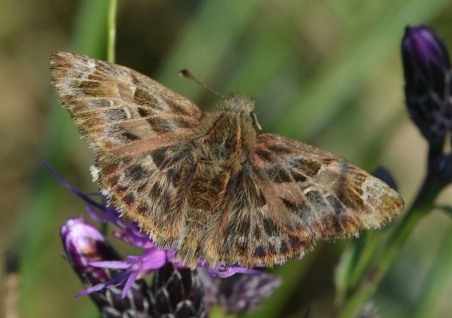 Carcharodus alceae - mályva-busalepke