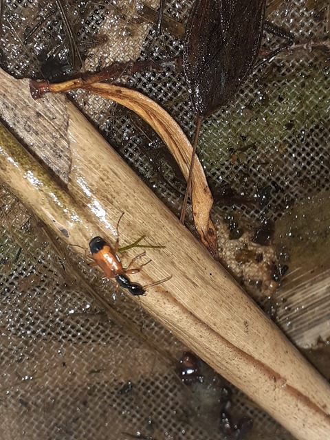 Odacantha melanura - ingoványfutó