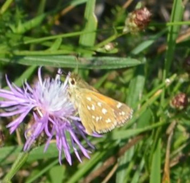 Hesperia comma - vesszős busalepke