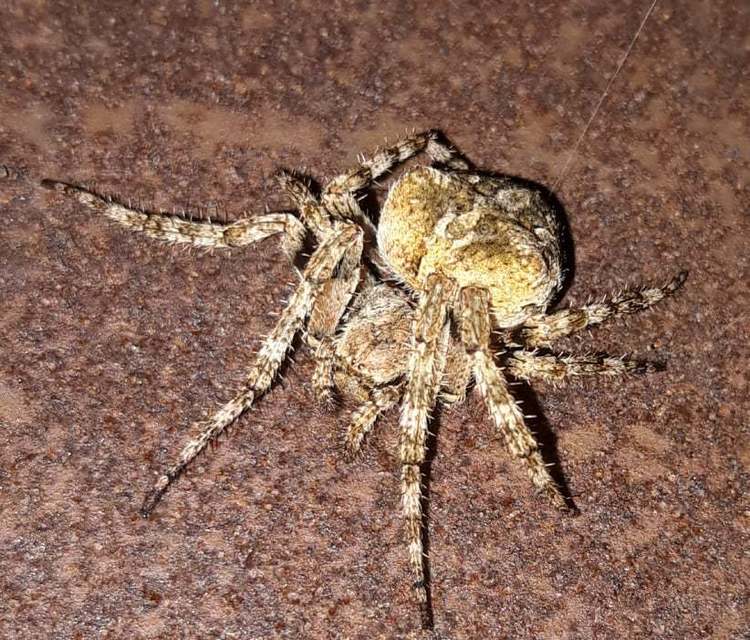 Araneus circe/angulatus