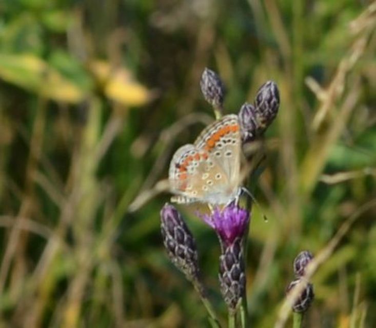 Aricia agestis - szerecsenboglárka