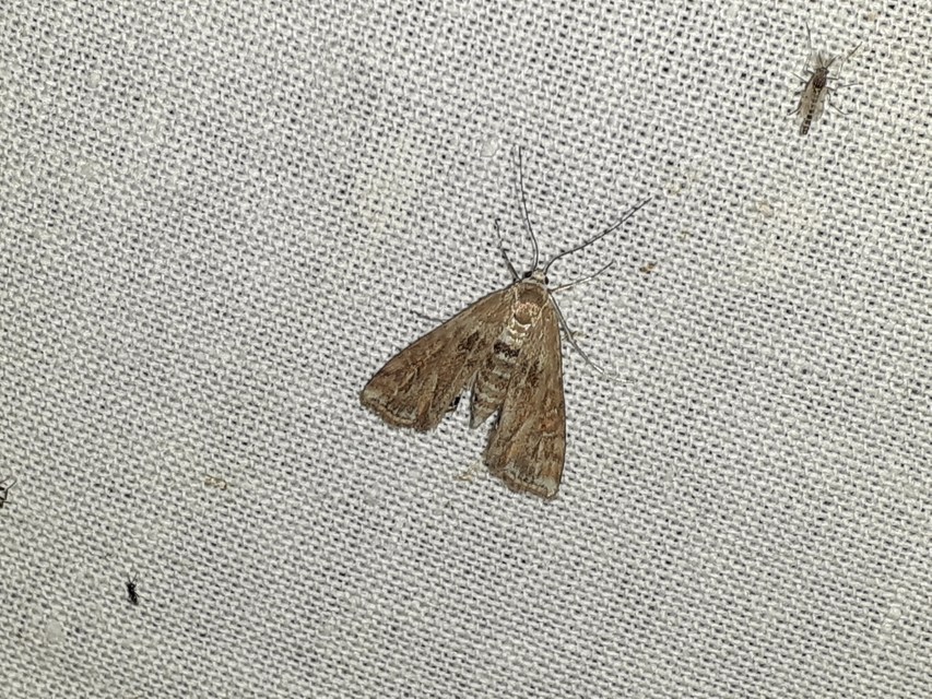 Cataclysta lemnata - békalencsemoly