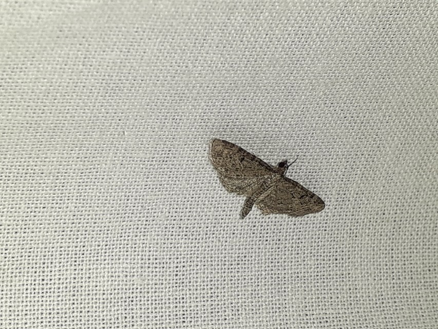 Eupithecia virgaureata - aranyvessző-törpearaszoló