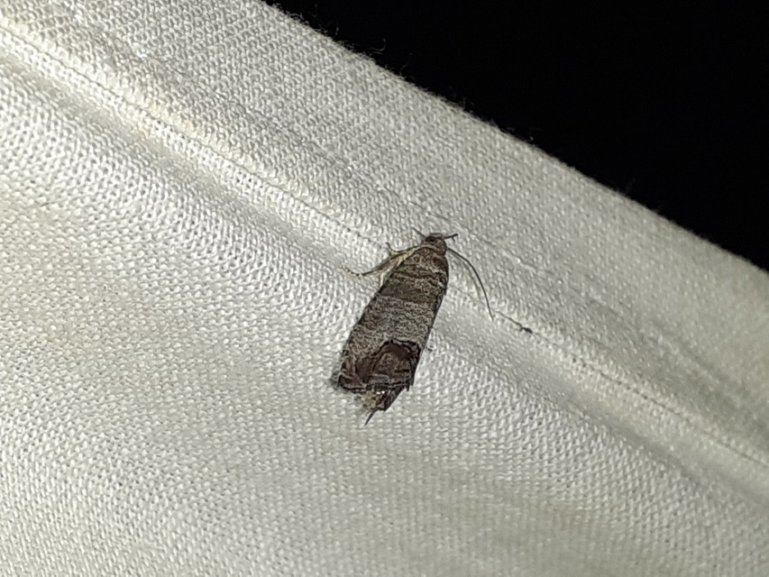 Cydia pomonella - almamoly