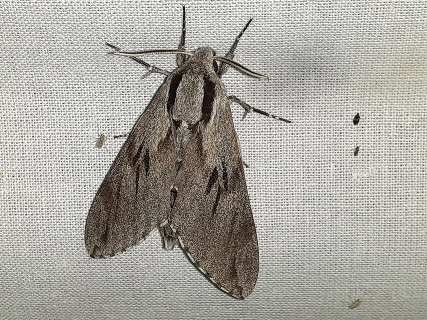 Hyloicus pinastri - fenyőszender