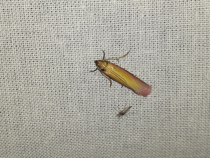 Oncocera semirubella - lucernamoly
