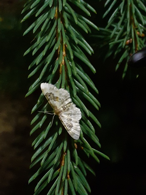 Idaea rusticata - tarka apróaraszoló