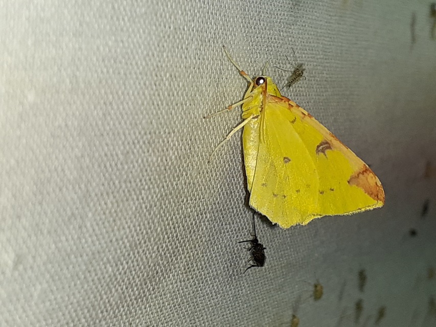 Opisthograptis luteolata - citromsárga araszoló