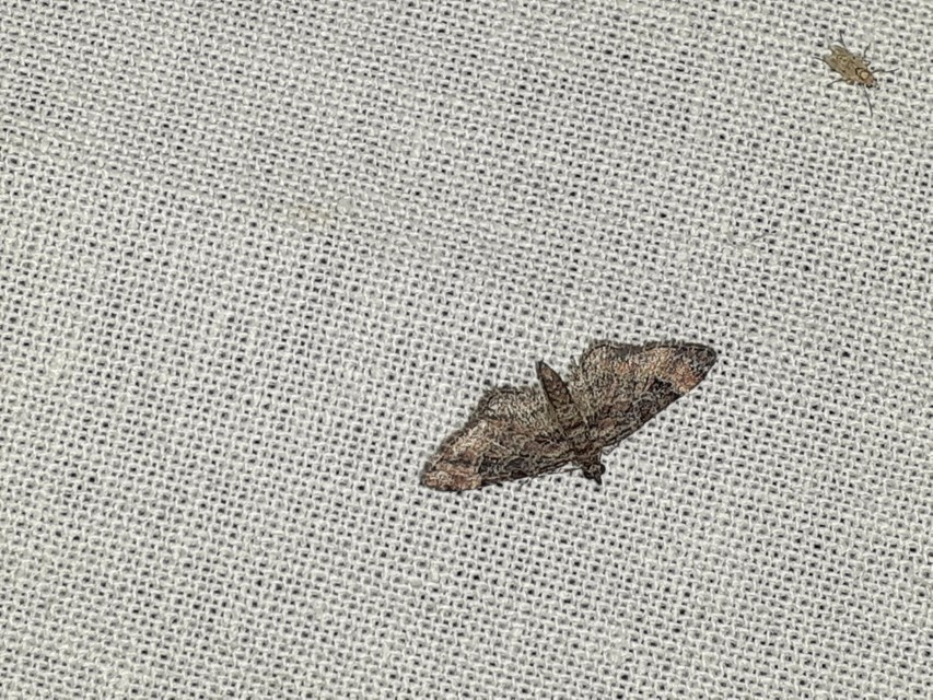 Gymnoscelis rufifasciata - vöröscsíkos törpearaszoló