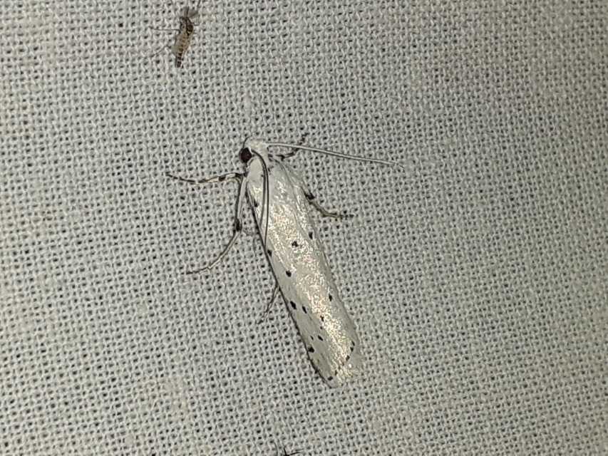 Myelois circumvoluta - pettyes karcsúmoly