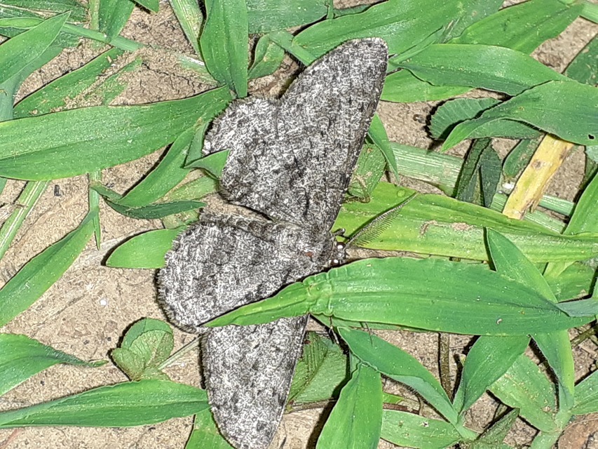 Hypomecis roboraria - nagy tölgyfaaraszoló