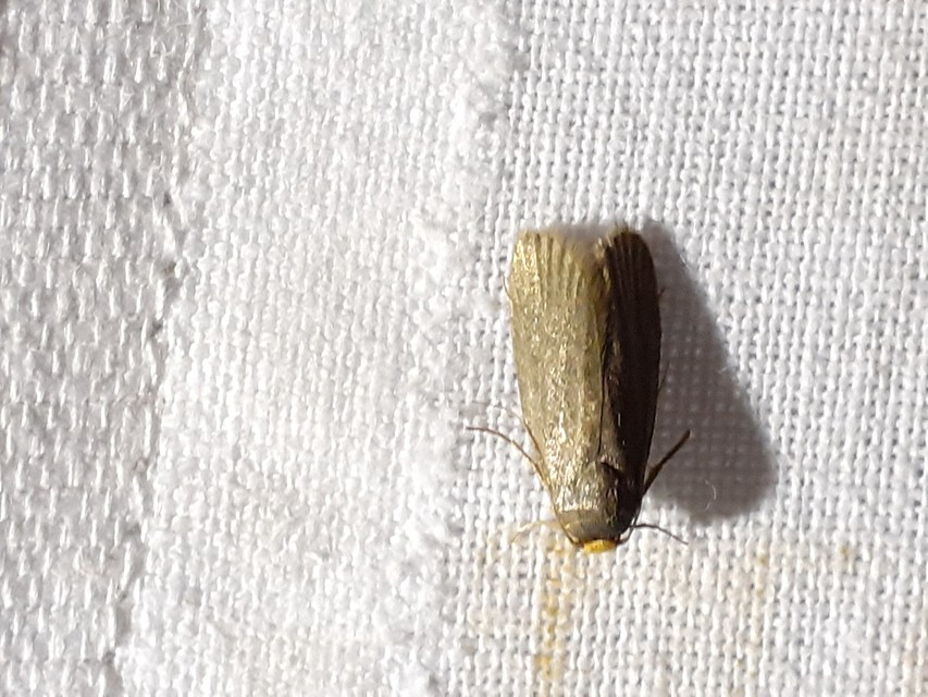 Achroia grisella - kis viaszmoly
