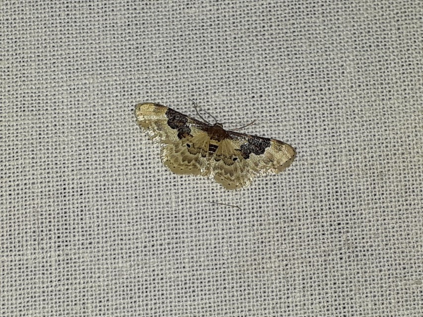 Idaea rusticata - tarka apróaraszoló