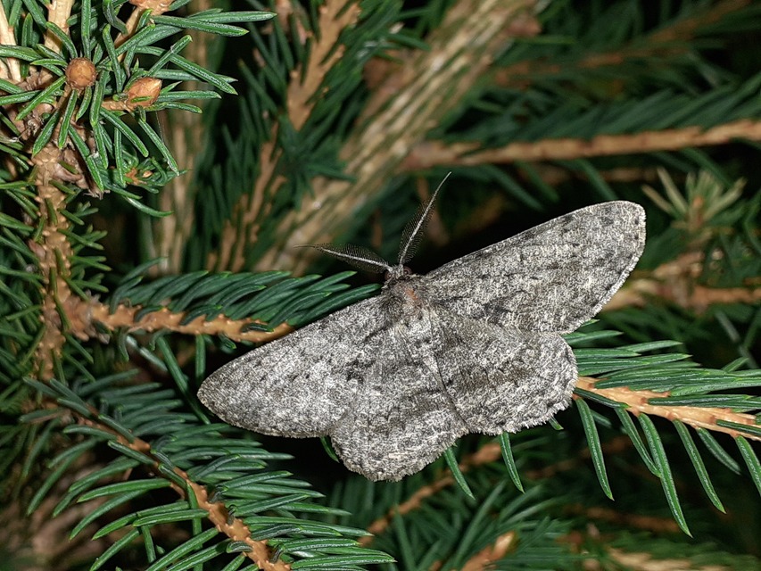 Hypomecis roboraria - nagy tölgyfaaraszoló