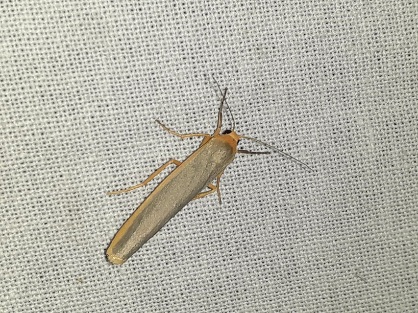 Eilema complana - közönséges zuzmószövő