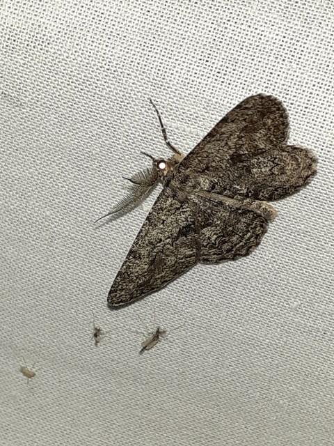 Hypomecis roboraria - nagy tölgyfaaraszoló