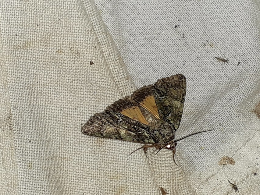 Polyphaenis sericata - selyemfényű erdeibagoly