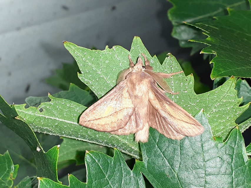 Euthrix potatoria - szomjas pohók