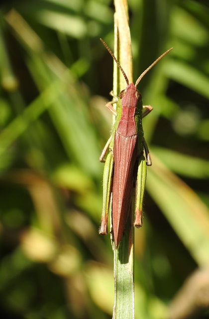 Chorthippus dorsatus - hátas rétisáska