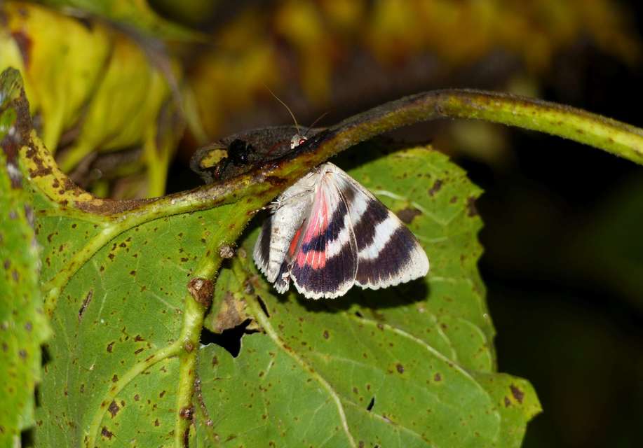Catocala elocata - közönséges övesbagoly
