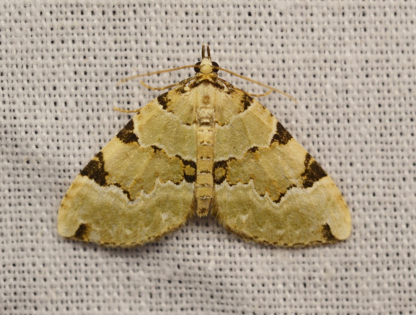 Colostygia pectinataria - zöld levélaraszoló