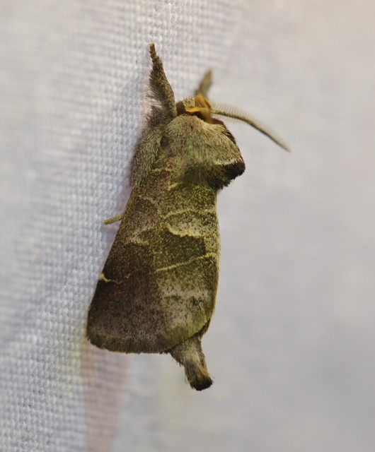 Clostera pigra - apró levélszövő