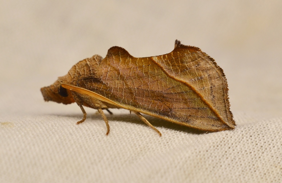 Calyptra thalictri - öblösszárnyú bagoly