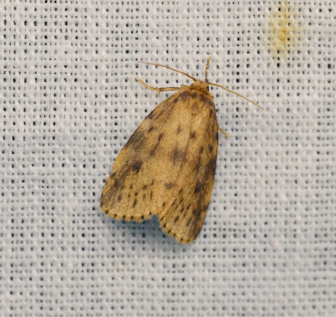 Thumata senex - mocsári medvelepke