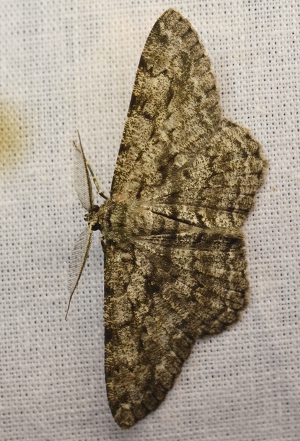 Hypomecis roboraria - nagy tölgyfaaraszoló