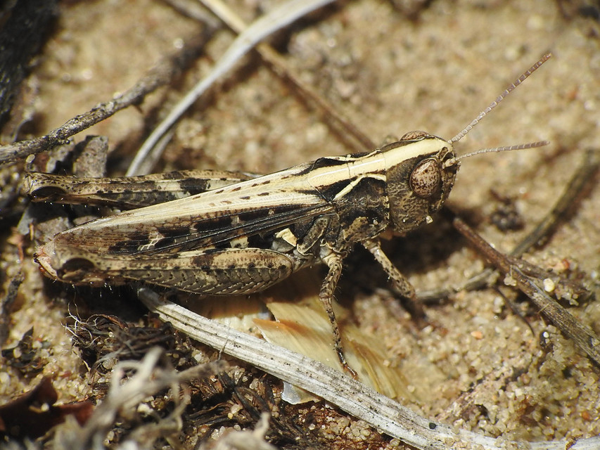 Omocestus petraeus - szőke tarlósáska