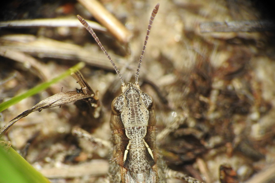 Myrmeleotettix antennatus - homoki bunkóscsápúsáska
