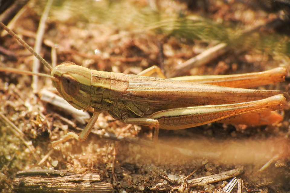 Euchorthippus pulvinatus - karcsú rétisáska