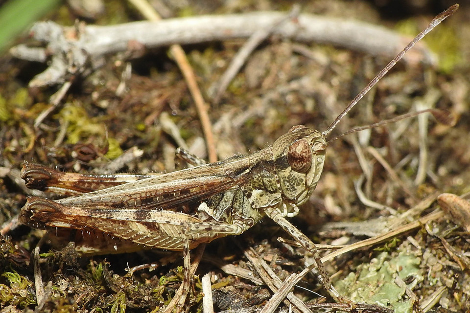 Myrmeleotettix antennatus - homoki bunkóscsápúsáska