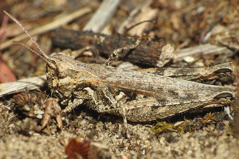 Myrmeleotettix antennatus - homoki bunkóscsápúsáska