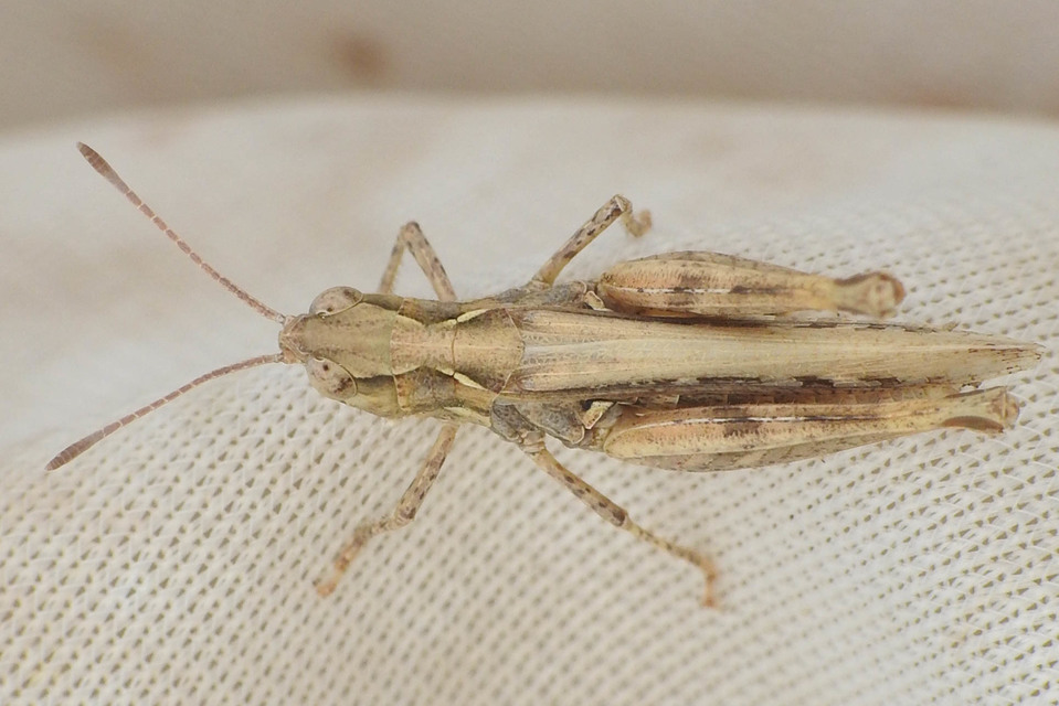 Myrmeleotettix antennatus - homoki bunkóscsápúsáska