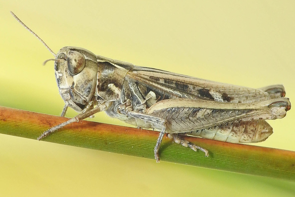 Omocestus petraeus - szőke tarlósáska