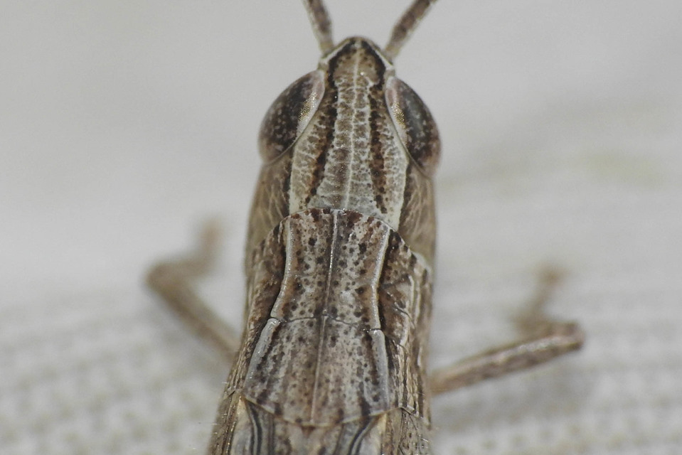 Euchorthippus pulvinatus - karcsú rétisáska