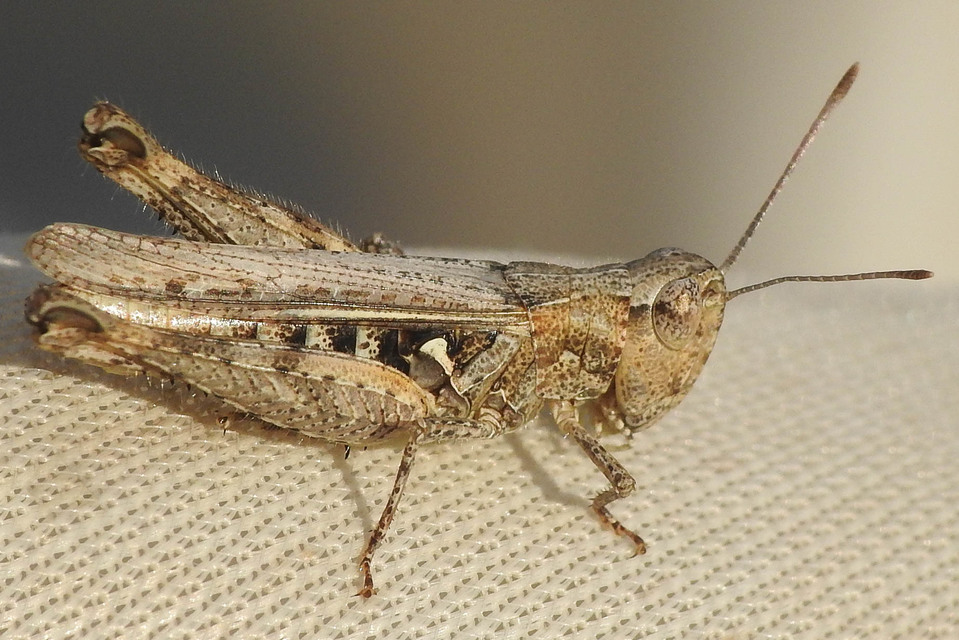 Myrmeleotettix maculatus - kis bunkóscsápúsáska