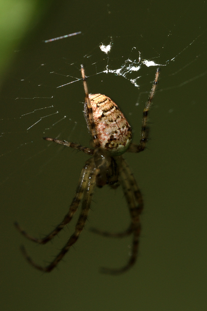 Metellina segmentata/mengei